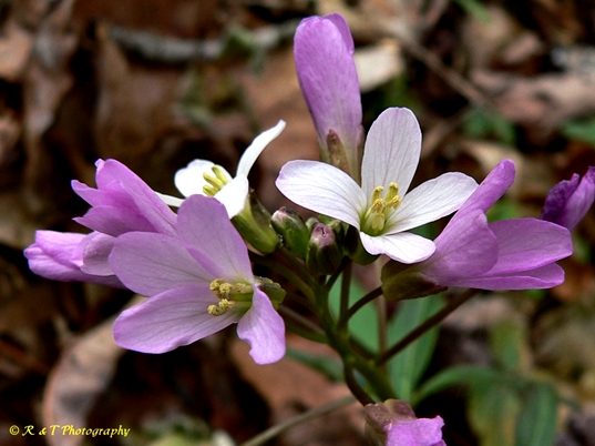 {Cardamine angustata}
